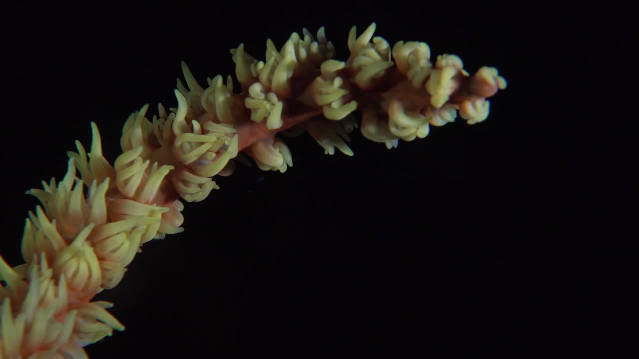 alambre amarillo coral súper cerca por la noche