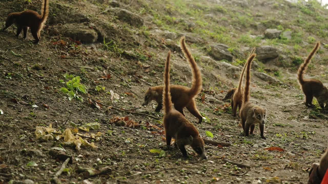 A group of coatis with raised tails forage along the jungle floor at the ancient Mayan site of Tikal, Guatemala.