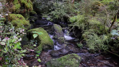 iconic rainforest scene with small stream running past mossy boulders