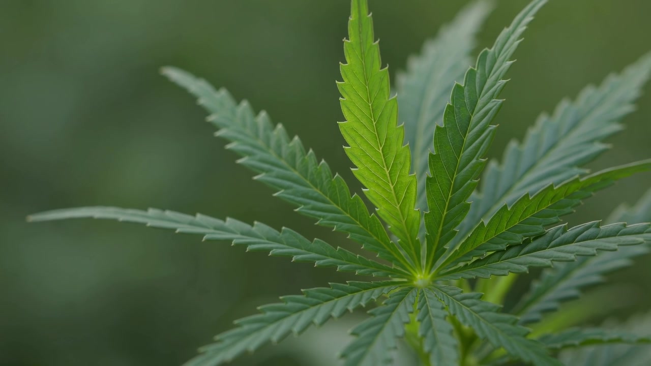 Primo piano di foglia di cannabis verde brillante nella natura