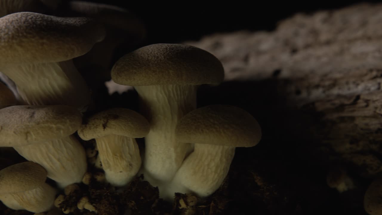 pan de derecha a izquierda cerca de un gran grupo de hongos cardoncelli grandes de cosecha propia sobre fondo negro