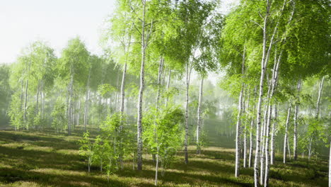 bosque de abedul veraniego durante un amanecer brumoso
