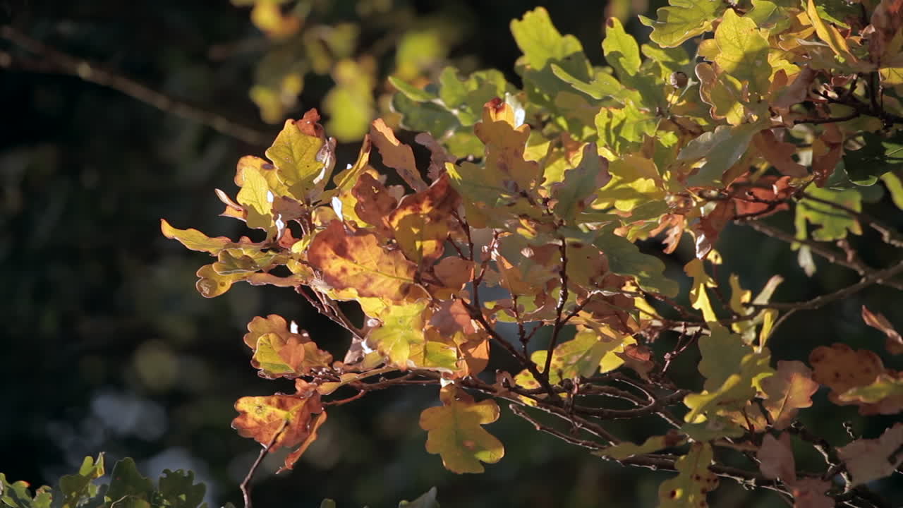 Høstfarger, blader og natur