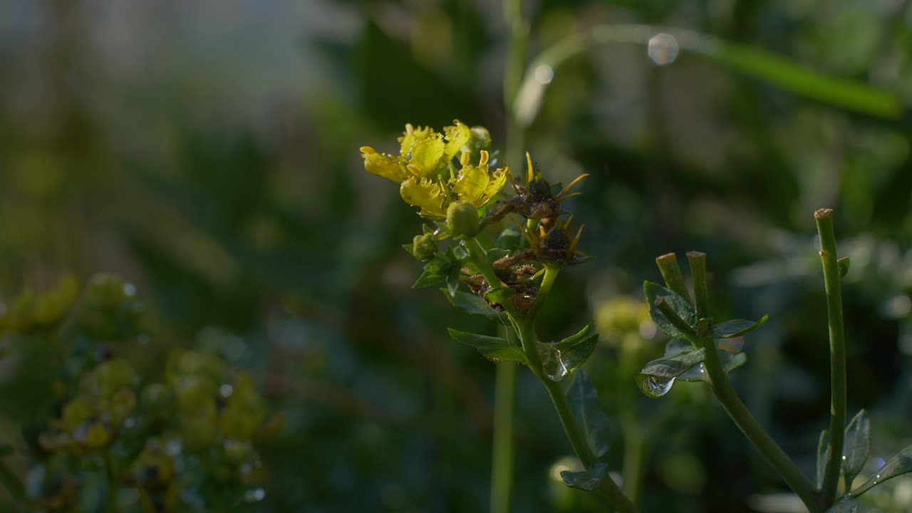 Panorering over gule blomster med små kronblader i en klynge.