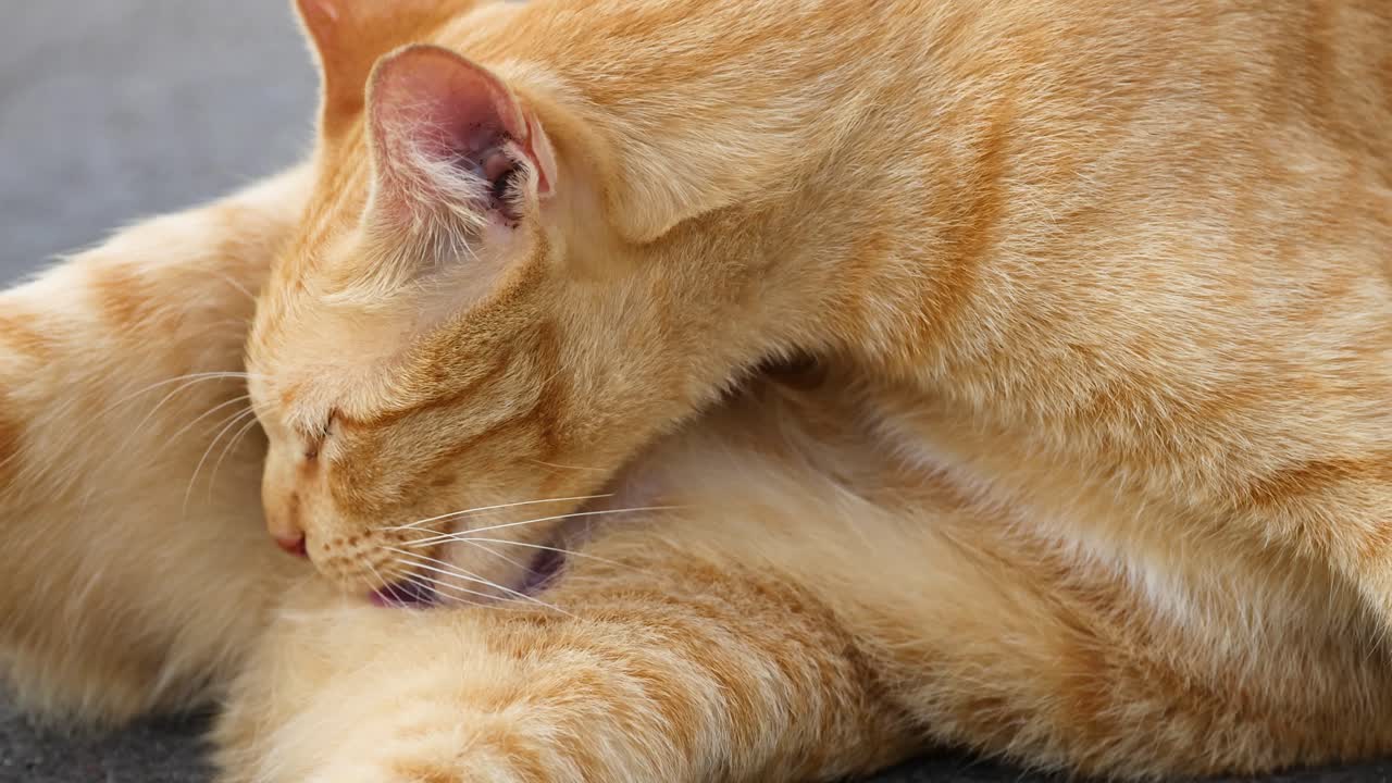 Primo piano di un gatto randagio arancione che si pulisce all'aperto alla luce naturale del giorno.