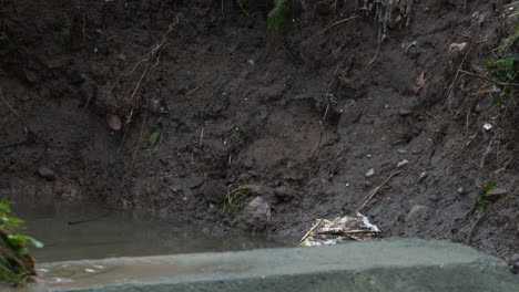 Pequeña-Rata-Marrón-Camuflada-En-El-Color-Del-Suelo-Alimentándose-De-Un-Canal-Sucio-Con-Agua-Contaminada