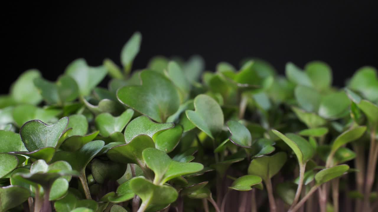 germinación de semillas para la nutrición. plántulas micro verdes