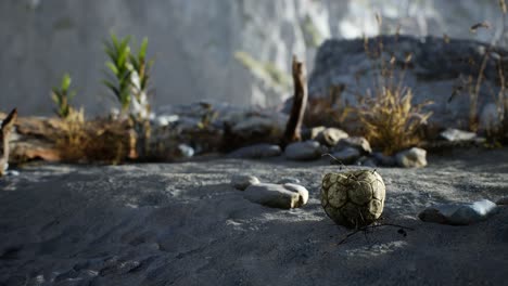 an old torn soccer ball thrown lies on sand of sea beach