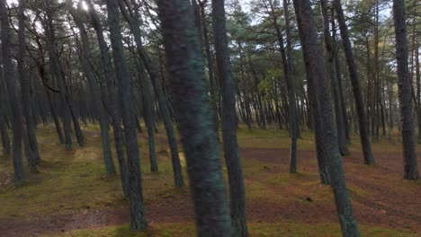 A-pine-forest-through-which-the-sun's-rays-penetrate-on-a-calm-autumn-evening