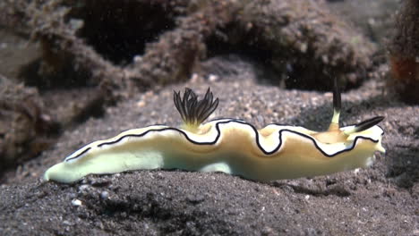 Nudibranquio-Glossodoris-Atromarginata-Moviéndose-De-Izquierda-A-Derecha-Sobre-Fondo-Arenoso-Oscuro,-Primer-Plano-Que-Muestra-Todas-Las-Partes-Del-Cuerpo