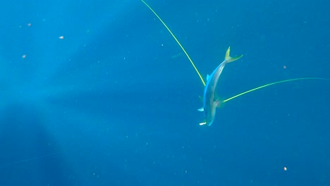 Yellowtail-fish-placed-on-yellow-line-in-open-ocean-as-light-rays-stream-by