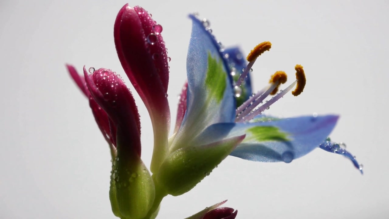 Viser stilk i studio med skiftende lys som avslører dugg, rosa knopper, blå blomst og gule pollenbærere.