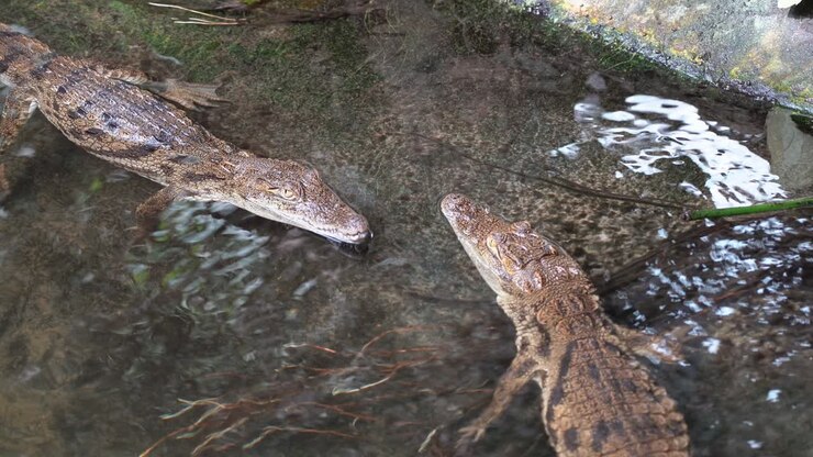 Due giovani coccodrilli africani che riposano in acque basse su una roccia sommersa.