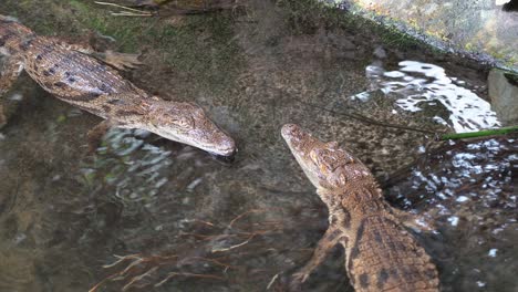 two juvenile african crocodiles resting in shallow water on submerged rock