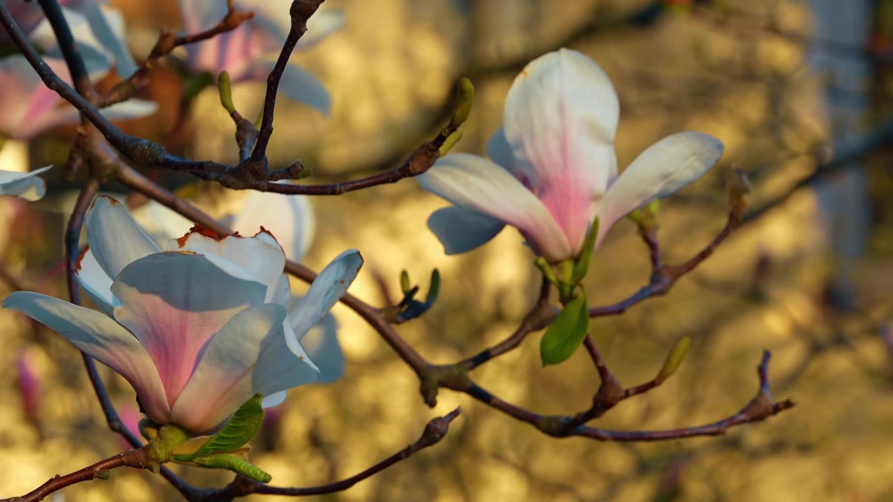 Nærbilde av rosa og hvite magnoliablomster i full blomst. Detaljert visning av tallerkenmagnoliablomster på en gren med mykt sollys i New York Botanical Garden.