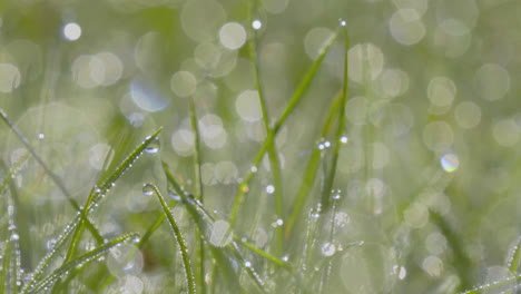 el rocío de la mañana se aferra a la hierba verde fresca con bokeh ligero