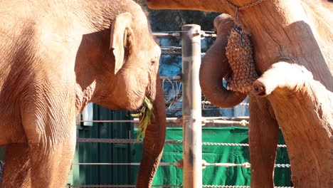elephant using trunk to eat food