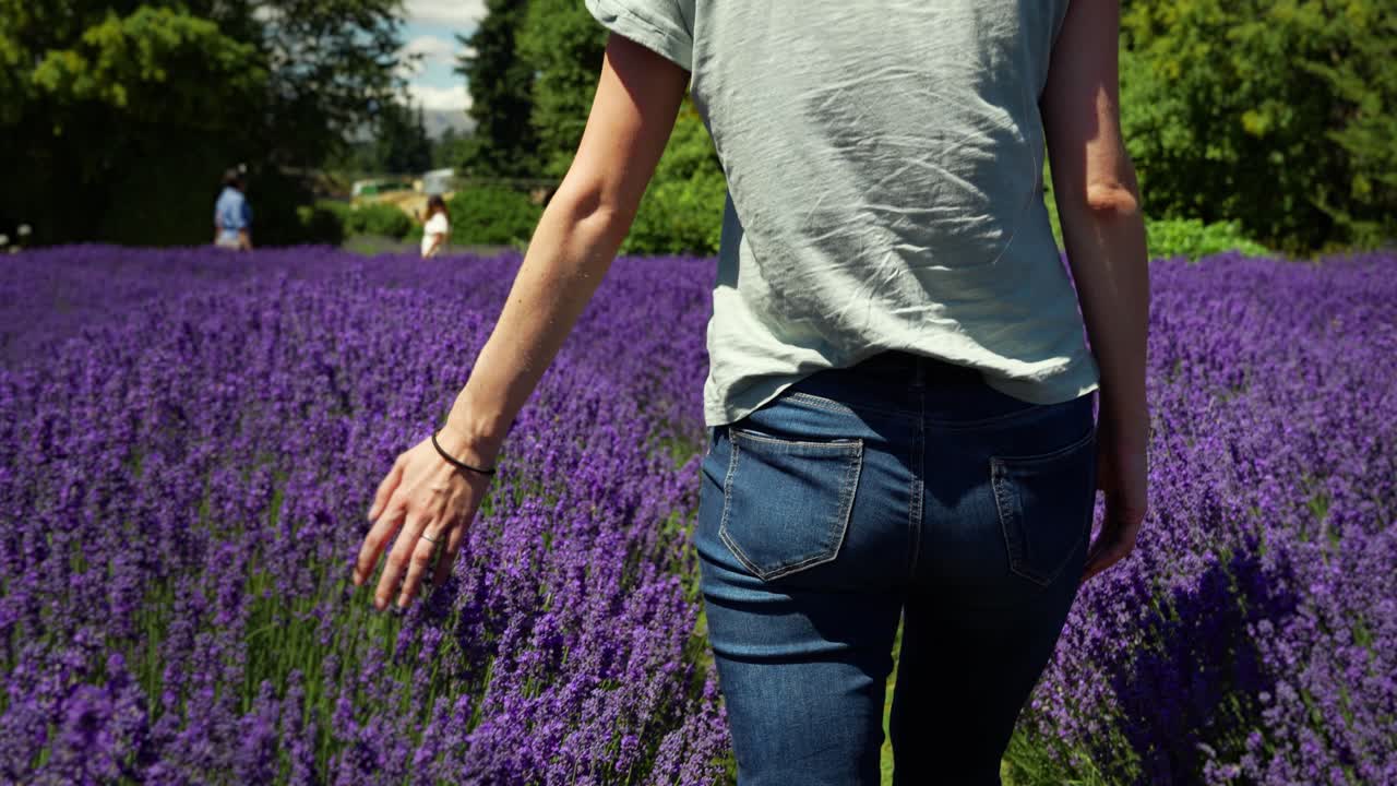 Ragazza che cammina in un campo di lavanda e accarezza i fiori durante una giornata di sole in Nuova Zelanda.