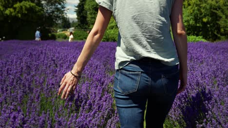 Chica-Caminando-En-El-Campo-De-Lavanda-Y-Tocando-Flores-Durante-El-Día-Soleado-En-Nueva-Zelanda