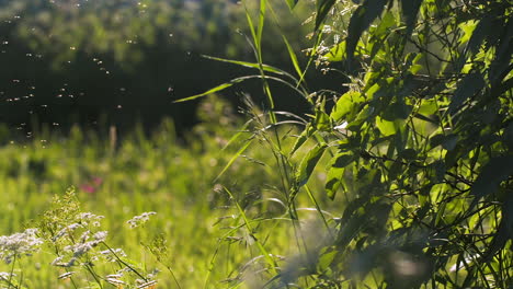 summer meadow with flying insects