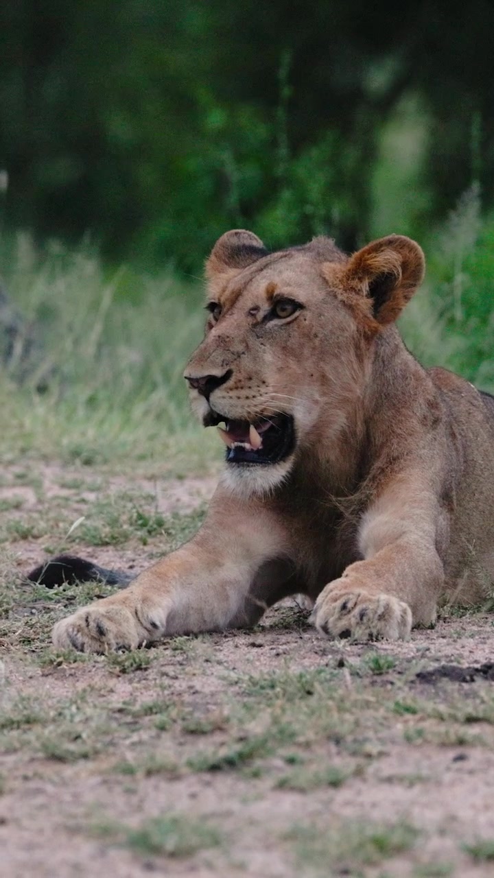 Rekaman vertikal sinematik seekor singa muda yang terbaring di tanah di savana Afrika, menunjukkan perilaku satwa liar yang otentik di Afrika Selatan