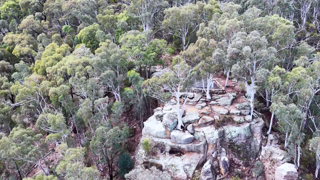 Drone camera glides over dense eucalyptus forest toward a rocky plateau with sparse trees in Warrumbungle National Park, under soft natural daylight