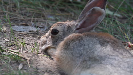 close-up view: cottontail bunny rests in shady soil on hot sunny day