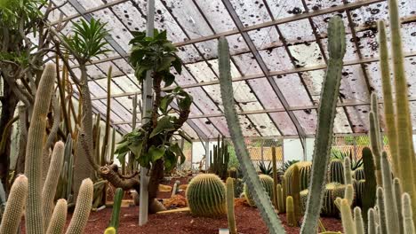 panning through greenhouse cactus plants