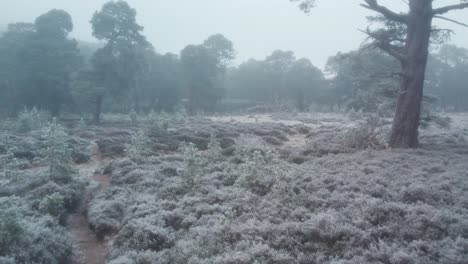 Imágenes-Cinematográficas-De-Drones-Que-Vuelan-Cerca-De-Los-Páramos-De-Brezo-Cubiertos-De-Escarcha,-Los-Antiguos-Pinos-Escoceses-Y-Un-Sendero-Forestal-En-La-Niebla-Helada