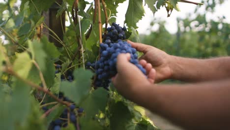 granjero mirando sus uvas