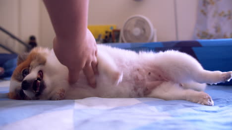침대 위 에 외로운 눈 과 털 이 있는 사랑스러운 놀이 친구