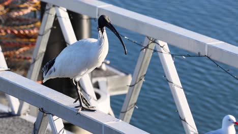 ibis and seagull interacting near canal railing