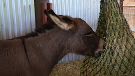 un burro marrón con una melena oscura en un establo, comiendo de una red de heno con paja en el suelo en un entorno de granero rural