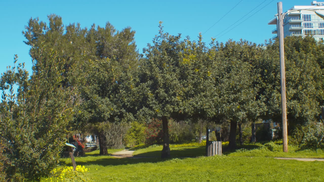 Park at Mid-Day with Green Grass