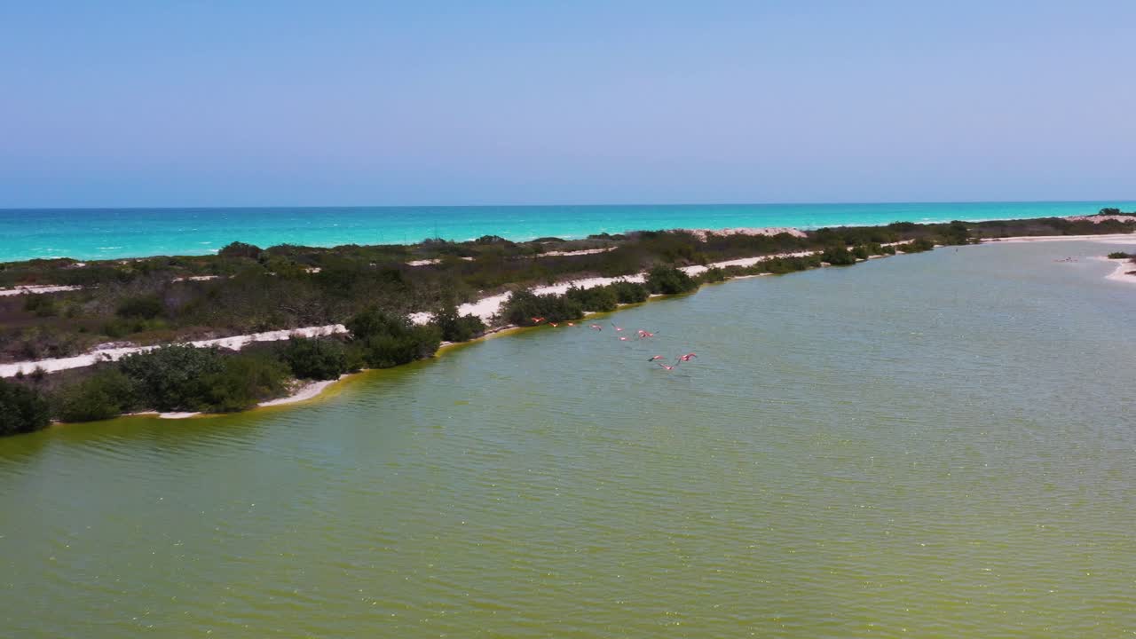 Asombrosa toma de dron siguiendo a una bandada de flamencos rosados americanos volando sobre un lago salado en Las Coloradas, Río Lagartos, México.