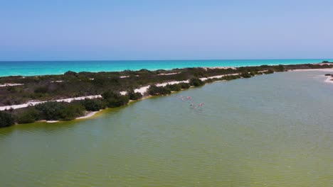 Sorprendente-Siguiente-Disparo-De-Un-Dron-De-Una-Bandada-De-Flamencos-Rosados-Americanos-Que-Vuelan-A-Través-Del-Lago-Salado-En-Las-Coloradas,-Río-Lagartos,-México