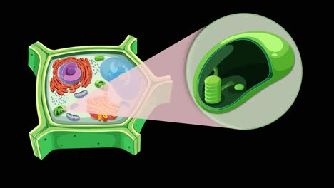 animation illustrating plant cell anatomy with focus on chloroplasts, highlighting internal structures and functions against a black background