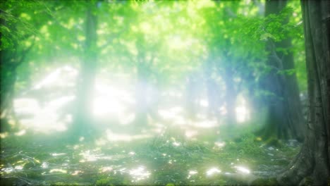 bosque de hayas iluminado por los rayos del sol