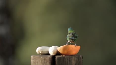 beautiful tropical bird eating fruits in the garden, blurry background