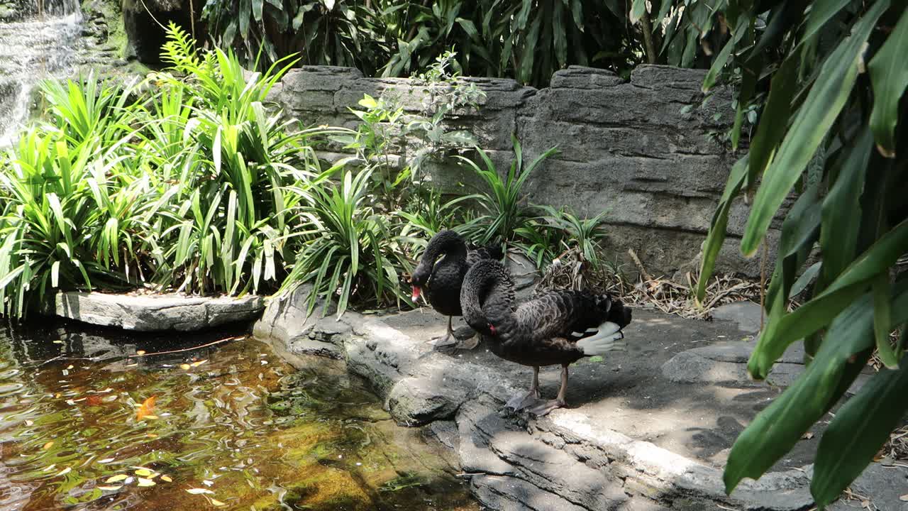 Black Swan Preening by the Pond in Lush Natural Habitat
