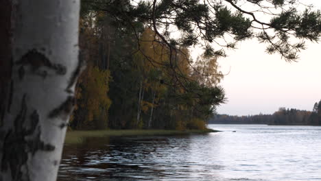 beautiful lakeside with autumn forest colors, birch tree in foreground