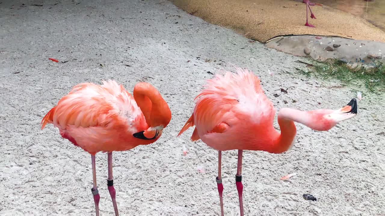 Group of colorful adult flamingos standing next to a pond, some are grooming themselves