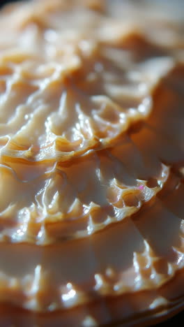 abstract close-up of a textured shell surface