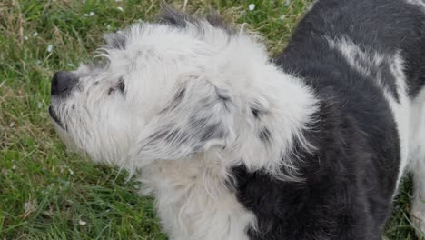 Lindo-Perro-Blanco-Y-Negro-Mirando-Activamente-A-Su-Alrededor-Mientras-Se-Lame