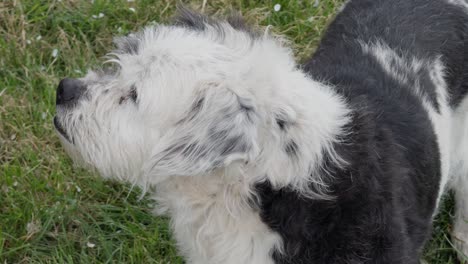 un lindo perro blanco y negro mirando activamente a su alrededor mientras se lamia a sí mismo