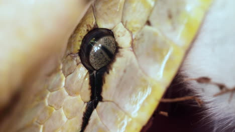 pitón reticulada comiendo un gran mamífero envuelto en un poderoso agarre