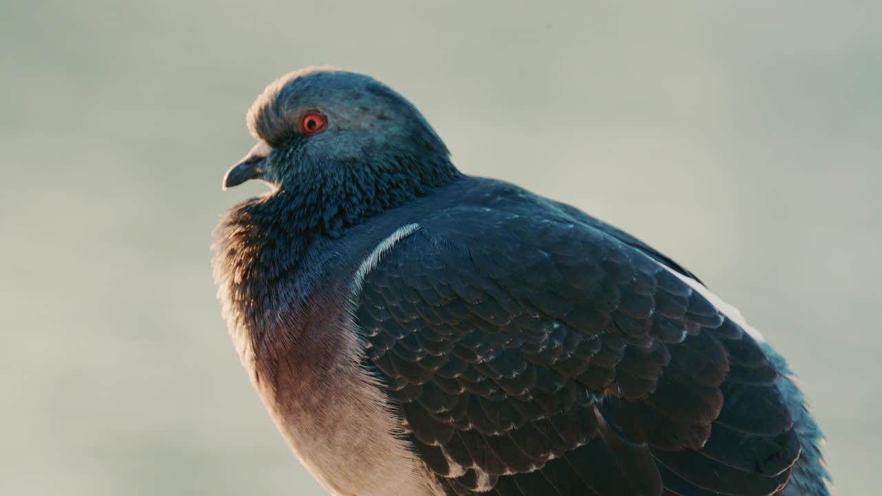 Close up of a pigeon standing on a coastal rock with a thin fishing line tangled around its foot