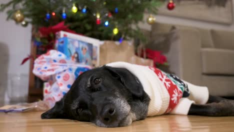 Ein-Schwarzer,-älterer-Labrador-Hund,-Der-Einen-Weihnachtlichen-Pullover-Trägt,-Liegt-Auf-Dem-Boden-Neben-Einem-Geschmückten-Weihnachtsbaum-Und-Geschenken