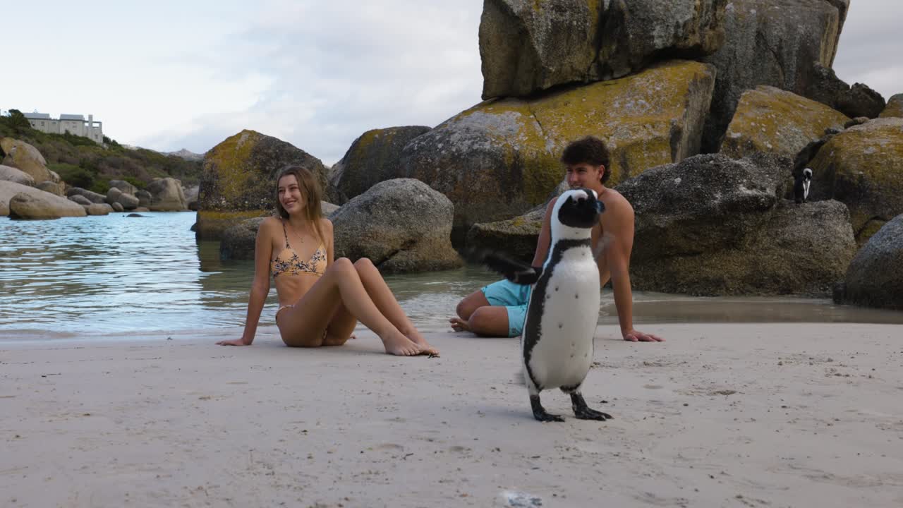 관광 부부는 남아프리카 공화국 케이프타운의 볼더스 해변에서 아프리카 을 보고 앉아 있습니다.