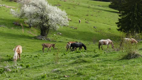 a herd of free grazing horses